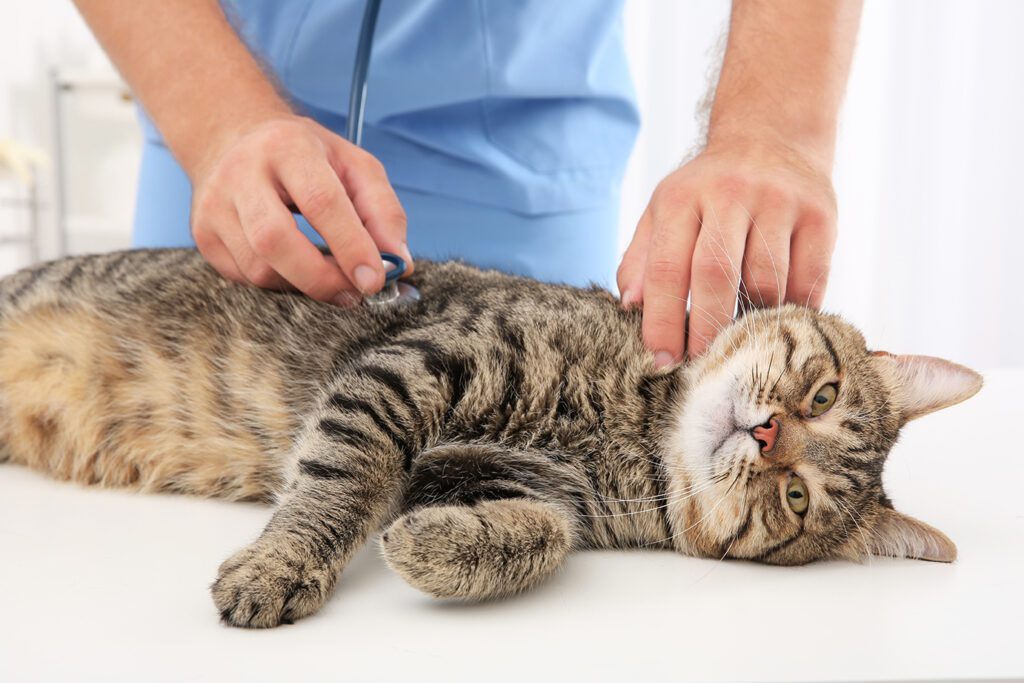 Cystitis in cats